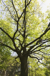 Backlit and silhouetted Quercus rubra, 'Northern Red' Oak tree in spring, Montreal Botanical