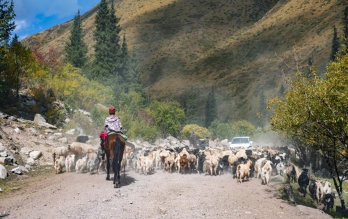 Riders driving a large flock of sheep on the road, Karkyra valley, Tuep rayon, Kyrgyzstan, Asia