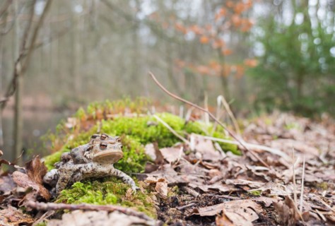 Two mating Common toads (Bufo Bufo), male, female animal, pair on moss, migration to spawning