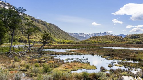Wetland flooded by beavers, Routa Y-85, Timaukel, Tierra del Fuego, Magallanes and Chilean