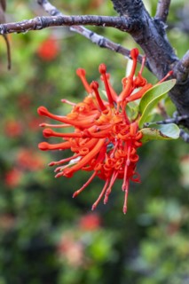 Chilean fire bush (Embothrium coccineum), blooming in Torres del Paine, Hike to Ferrier lookout,
