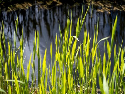 Grasses at a ditch at the natural beach Hilgenriedersiel at the North Sea coast in East Frisia,
