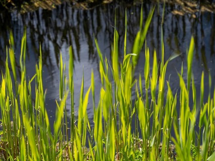 Grasses at a ditch at the natural beach Hilgenriedersiel at the North Sea coast in East Frisia,