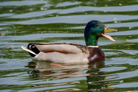 Male Mallard (Anas platyrhynchos) with open beak on the River Main, Offenbach am Main, Hesse,