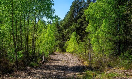 Schoenower Heide nature reserve, Schoenow, Brandenburg, Germany, Europe