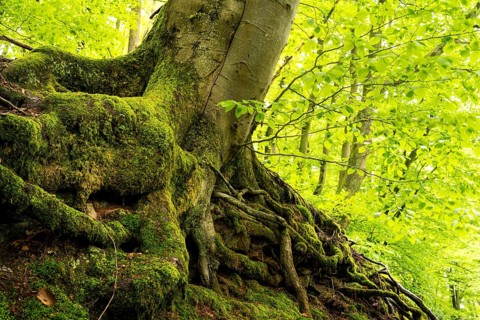 Trunk and root system of a Beech in a mixed forest. Neckargemuend, Kleiner Odenwald,