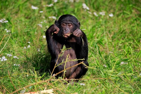 Bonobo, bonobo (Pan Paniscus), young animal, feeding, sitting, meadow, Great ape, Primate,