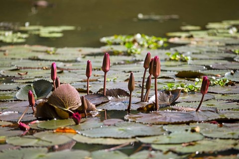 Nymphaea pubescens or hairy water lily or pink water lily, Backwaters, Kerala, India, Asia