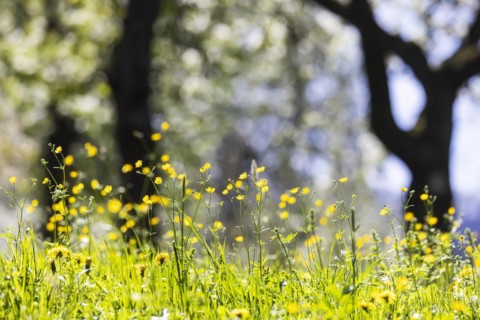Flowering fruit trees in the orchards of the Swabian Alb, Weilheim an der Teck, Baden-Wuerttemberg,
