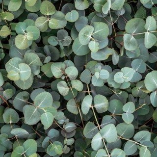 Seamless pattern of eucalyptus leaves AI generated