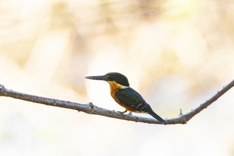Two-coloured Kingfisher (Chloroceryle india) Pantanal Brazil
