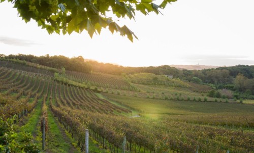 Vineyard of grapes in the Vale dos Vinhedos in Bento Goncalves, a gaucho wine