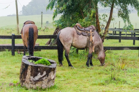 Beautiful horse in native field on rainy day, Cambara do sul, Rio Grande do sul, Brazil, South