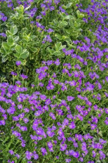 Aubrieta (Aubrieta), Allgaeu, Swabia, Bavaria, Germany, Europe