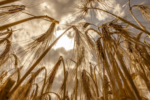 Ripe, golden ears of barley in the foreground with brightly lit clouds in the background, Cologne,
