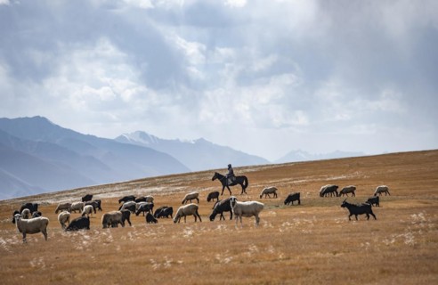 Nomadic life on a plateau, shepherd on horse, flock of sheep, dramatic high mountains, Tian Shan