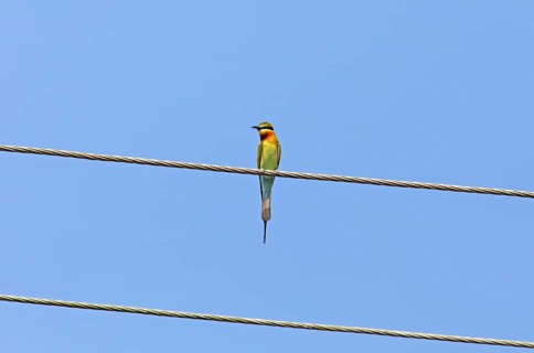 Blue-tailed bee-eater (Merops philippinus) against a blue sky, backwaters, Kumarakom, Kerala,