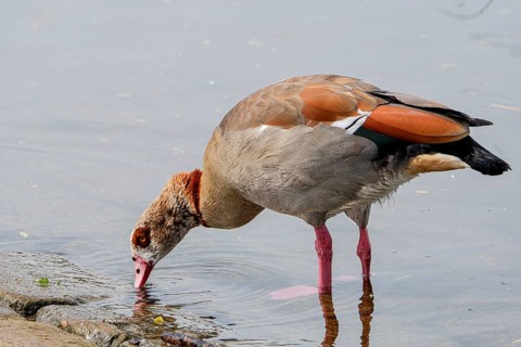 Egyptian geese (Alopochen aegyptiaca) on the River Main, Offenbach am Main, Hesse, Germany, Europe