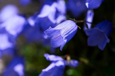 Earleaf bellflower (Campanula cochleariifolia) blooming in the mountains at Hochalpenstrasse,