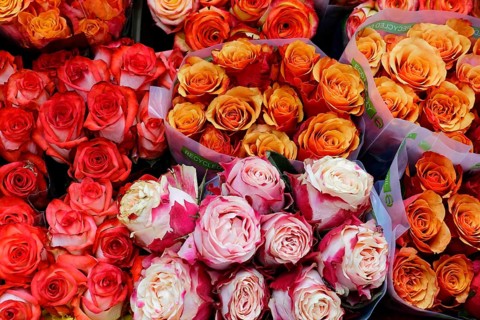 Bunches of roses (Rose) in various shades of red, fresh and natural, flower sale, Hamburg Central
