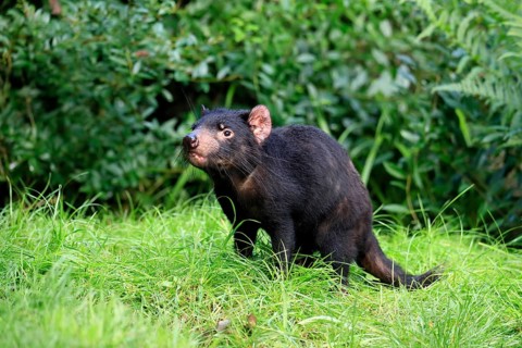 Tasmanian devil (Sarcophilus harrisii), adult, vigilant, running, captive, Tasmania, Australia,