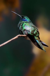 Violet-eared Hummingbird, (Colibri coruscans), adult, male, in perch, captive, South America