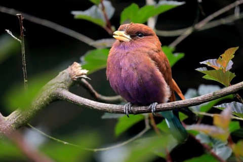 Broad-billed roller (Eurystomus glaucurus), adult, on tree, vigilant, captive