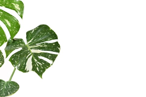 Leaves of sprinkled 'Monstera Deliciosa Thai Constellation' houseplant with fenestration on side of