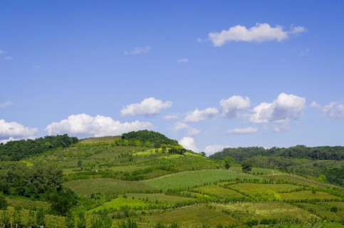 Vineyard of grapes in the Vale dos Vinhedos in Bento Goncalves, a gaucho wine