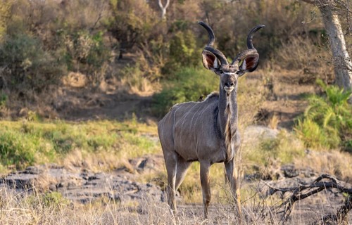 Greater kudu (Tragelaphus strepsiceros) in dry grass, adult male, Kruger National Park, South