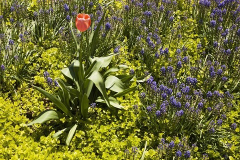 Solitary pink Tulipa, Tulip flower growing in a border with Lysimachia nummularia â€˜Aurea', Golden