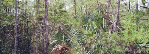 Kirby Storter Roadside Park, Tamiami Trail East, Ochopee, Everglades, Florida, USA, North America