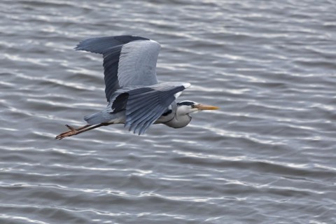 Grey heron in flight, grey heron (Ardea cinerea), water, Geltinger Birch, Goldhoeft, Nieby, Schlei,