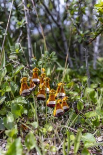 Sand Ladys Slipper (Calceolaria uniflora), Torres de Paine, Magallanes and Chilean Antarctica,