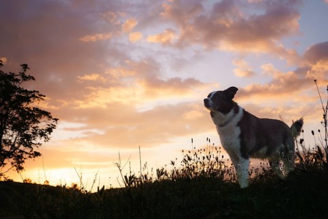A dog in profile while the sun sets behind the valley. Light from sunlight and border collie. Dog