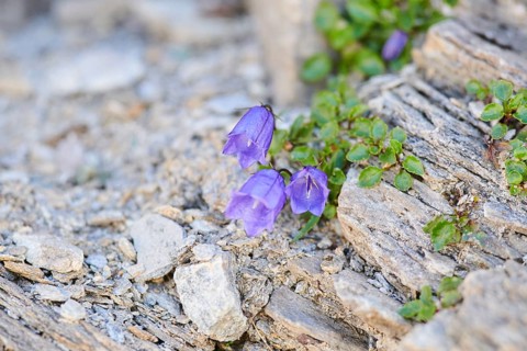 Earleaf bellflower (Campanula cochleariifolia) blooming in the mountains at Hochalpenstrasse,