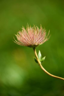 Alpine avens (Geum montanum) seeds in the mountains at Hochalpenstrasse, Pinzgau, Salzburg,