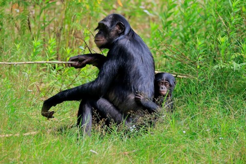 Bonobo, bonobo (Pan Paniscus), female, adult, young animal, feeding, Great ape, Primate,