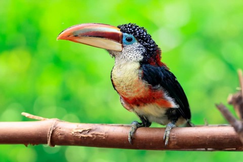 Curl-crested aracari (Pteroglossus beauharnaesii), adult, on tree, captive, South America