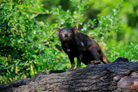 Tasmanian devil (Sarcophilus harrisii), adult, vigilant, on tree trunk, captive, Tasmania,