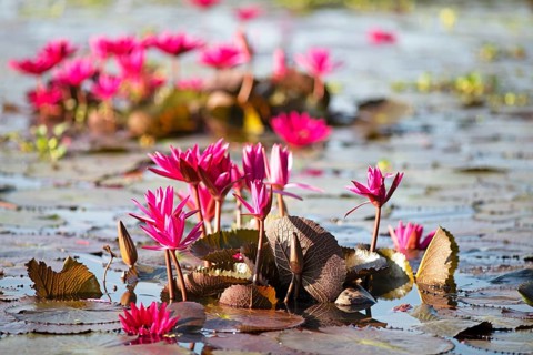 Nymphaea pubescens or hairy water lily or pink water lily, Backwaters, Kerala, India, Asia
