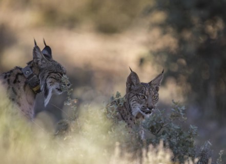 Iberian lynx female with young animal, Iberian lynx (Lynx pardinus), Extremadura, Castilla La