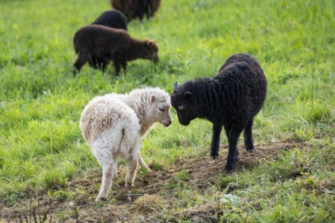 Several lambs in a meadow, one black and one white-brown have their heads together playfully.