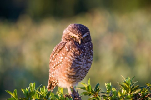Beautiful owl (Glaucidium minutissimum) in vineyard
