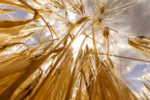 Ripe, golden ears of barley in the foreground with brightly lit clouds in the background, Cologne,