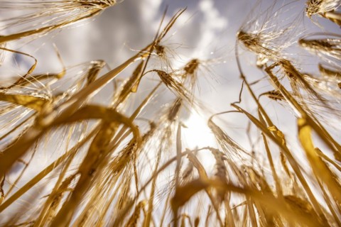 Golden, light-flooded barley field with breaking sunbeams and dramatic clouds in the sky from a