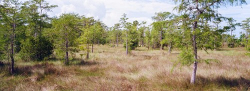 Kirby Storter Roadside Park, Tamiami Trail East, Ochopee, Everglades, Florida, USA, North America