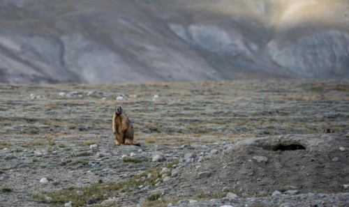 Himalayan marmot (Marmota himalayana), Tian Shan Mountains, Jety Oguz, Kyrgyzstan, Asia