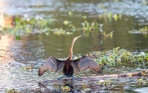Oriental Darter (Anhinga melanogaster) spreading its wings, Backwaters, Kumarakom, Kerala, India,