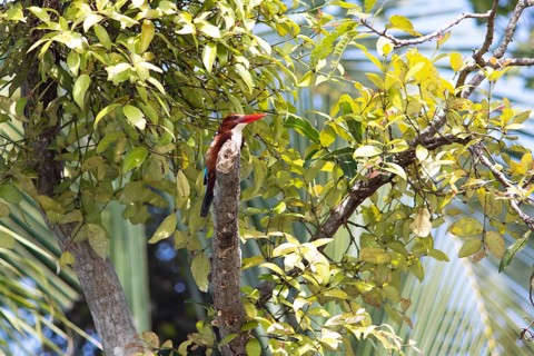 White-throated kingfisher (Halcyon smyrnensis) or Common kingfisher in Kerala's backwaters,